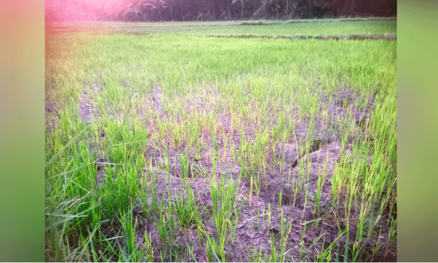 ക​രീ​പ്ര പാ​ട്ടു​പു​ര​ക്ക​ലി​ൽ വെ​ള്ളം കി​ട്ടാ​തെ വ​ര​ണ്ടു​ണ​ങ്ങു​ന്ന പാ​ട​ങ്ങ​ൾ