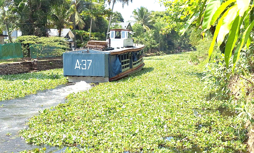 പുഞ്ചക്കൊയ്ത്തിന്​ തുടക്കം; പോള നിറഞ്ഞ്​ തോടുകൾ