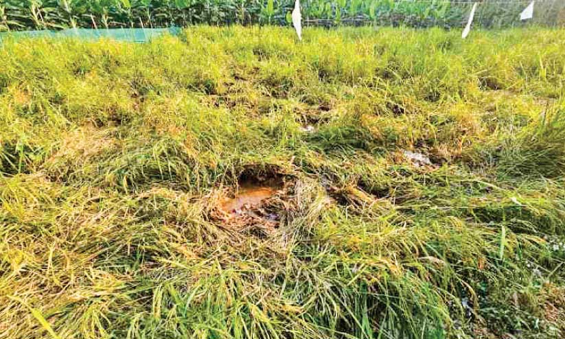 പന്നിശല്യത്തില്‍ വലഞ്ഞ് ഒളവട്ടൂരിലെ കര്‍ഷകര്‍ | Farmers of Olavattur ...