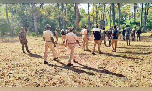 searching belur makhna