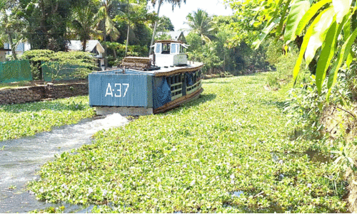 പുഞ്ചക്കൊയ്ത്തിന്​ തുടക്കം; പോള നിറഞ്ഞ്​ തോടുകൾ