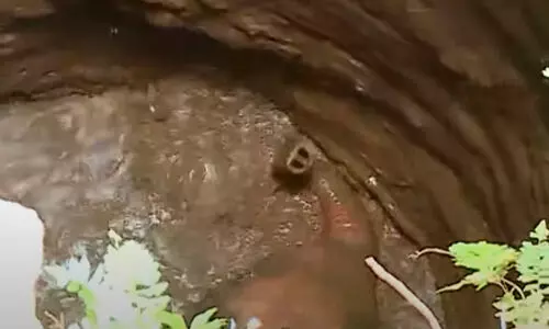 കിണറ്റിൽ കുട്ടിയാന വീണു; രക്ഷിക്കാൻ ശ്രമം തുടരുന്നു