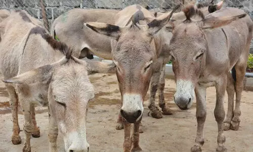 മരുന്ന് ഉണ്ടാക്കാൻ ഓരോ വർഷവും കൊന്നൊടുക്കുന്നത് ദശലക്ഷക്കണക്കിന് കഴുതകളെ