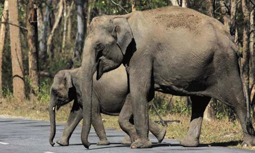 കണ്ണ് തുറക്കാൻ എത്ര ജീവനുകൾ വേണം? കണ്ണ് തുറക്കാൻ എത്ര ജീവനുകൾ വേണം?