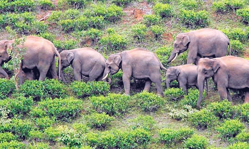 wildlife menace wildlife menace