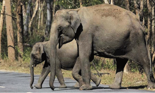 കണ്ണ് തുറക്കാൻ എത്ര ജീവനുകൾ വേണം?