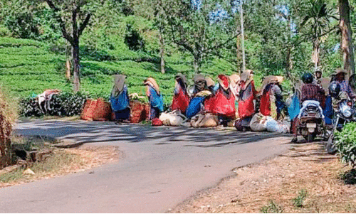 തോ​ട്ടം തൊ​ഴി​ലാ​ളി​ക​ൾ