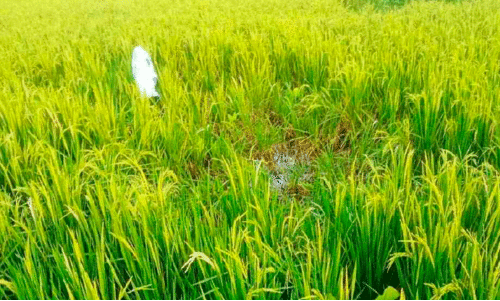 നെ​ൽ​കൃ​ഷി