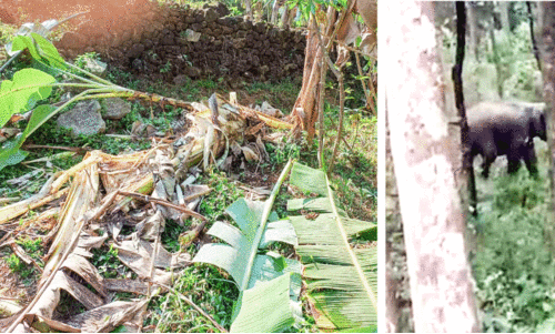 ആന​പ്പേടിയിൽ മാങ്കുളത്തുകാരുടെ രാപ്പകലുകൾ