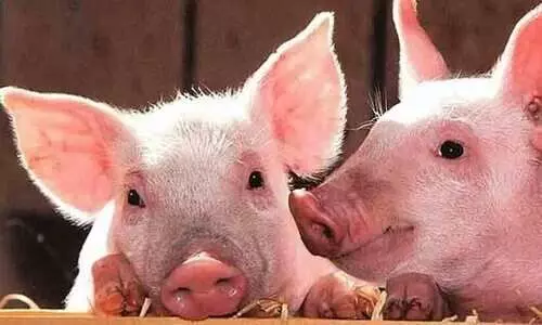 ക്ലാസിക്കൽ പന്നിപ്പനി; കണ്ണൂരിൽ പ്രതിരോധ കുത്തിവെപ്പ് നടത്തിയത്​ 10,988 പന്നികൾക്ക്