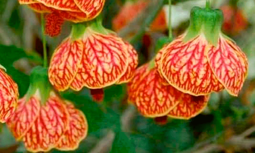 പൂന്തോട്ടത്തിൽ തൂങ്ങിക്കിടക്കും ചൈനീസ്​ ലാന്‍റേൻ