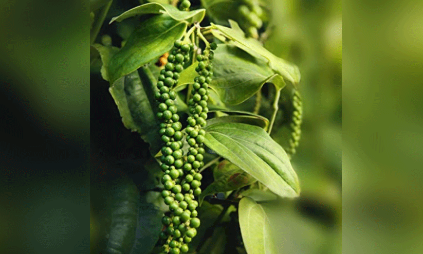 കുരുമുളക്‌ ഉൽപാദനം പ്രതീക്ഷിച്ചതിലും ചുരുങ്ങി