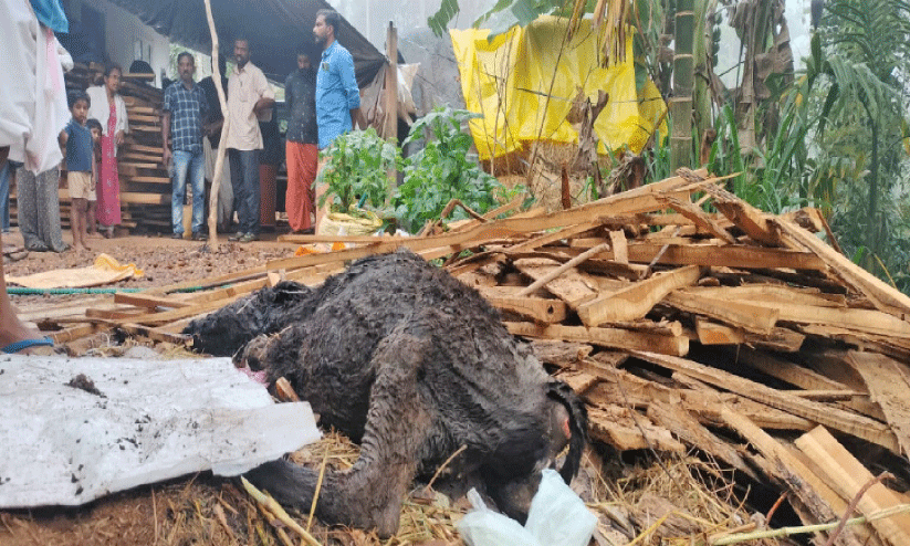 പു​ൽ​പ​ള്ളി​യി​ൽ വീ​ണ്ടും ക​ടു​വ​യു​ടെ ആ​ക്ര​മ​ണം