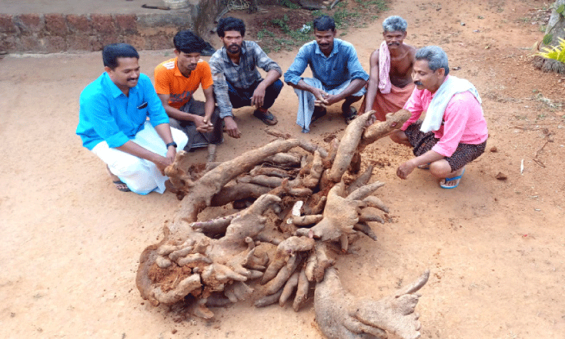 കൗതുകക്കാഴ്ചയായി ഭീമൻ കാച്ചിൽ; തൂ​ക്കം ഒ​രു ക്വി​ന്റ​ലിലധികം