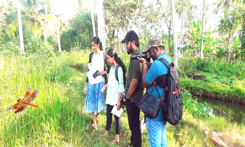 ജല മലിനീകരണം കൂടുന്നു;   വേമ്പനാട്ട്​ കായലിൽ  ചങ്ങാതിത്തുമ്പി വ്യാപകം