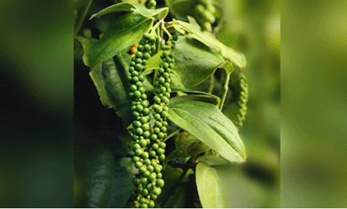 കുരുമുളക്‌ ഉൽപാദനം പ്രതീക്ഷിച്ചതിലും ചുരുങ്ങി