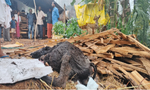 പു​ൽ​പ​ള്ളി​യി​ൽ വീ​ണ്ടും ക​ടു​വ​യു​ടെ ആ​ക്ര​മ​ണം