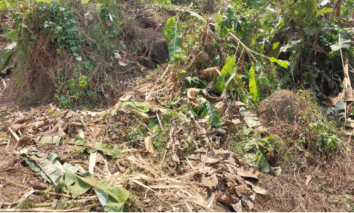 കാട്ടാനയുടെ വിളയാട്ടം; കൃഷി നശിപ്പിച്ചു