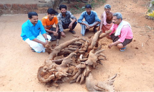 കൗതുകക്കാഴ്ചയായി ഭീമൻ കാച്ചിൽ; തൂക്കം ഒരു ക്വിന്റലിലധികം കൗതുകക്കാഴ്ചയായി ഭീമൻ കാച്ചിൽ; തൂക്കം ഒരു ക്വിന്റലിലധികം