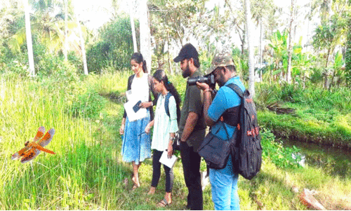 ജല മലിനീകരണം കൂടുന്നു;   വേമ്പനാട്ട്​ കായലിൽ  ചങ്ങാതിത്തുമ്പി വ്യാപകം
