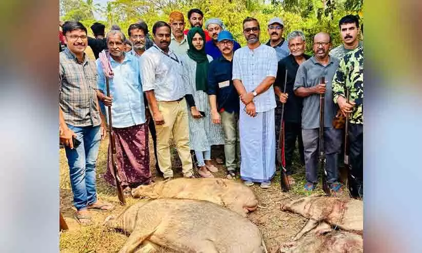 Eight wild boars were shot dead in Nadapuram