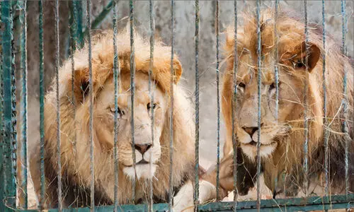 പുതിയ മൃഗശാലകൾ വേണ്ടെന്ന് സുപ്രീംകോടതി പുതിയ മൃഗശാലകൾ വേണ്ടെന്ന് സുപ്രീംകോടതി