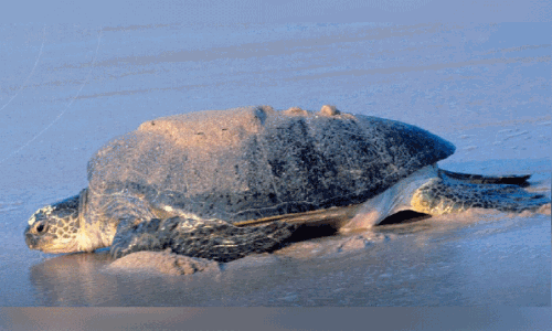 പച്ച ആമകളുടെ കൂട്​ അബൂദബിയില്‍ കണ്ടെത്തി