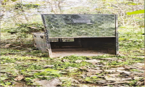 പു​ലി ധോ​ണി​യി​ൽ ത​ന്നെ;  പി​ടി​കൂ​ടാ​ൻ കൂ​ട് സ്ഥാ​പി​ച്ചു