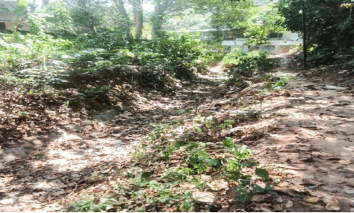 കൃഷി കരിയുന്നതായി കർഷകർ;  കനാൽജലം എവിടെ?