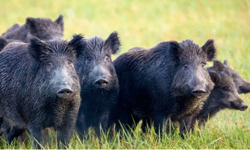 കാട്ടുപന്നി ആക്രമണം അതിരൂക്ഷം;  നേരിടാനാകാ​തെ അധികൃതർ