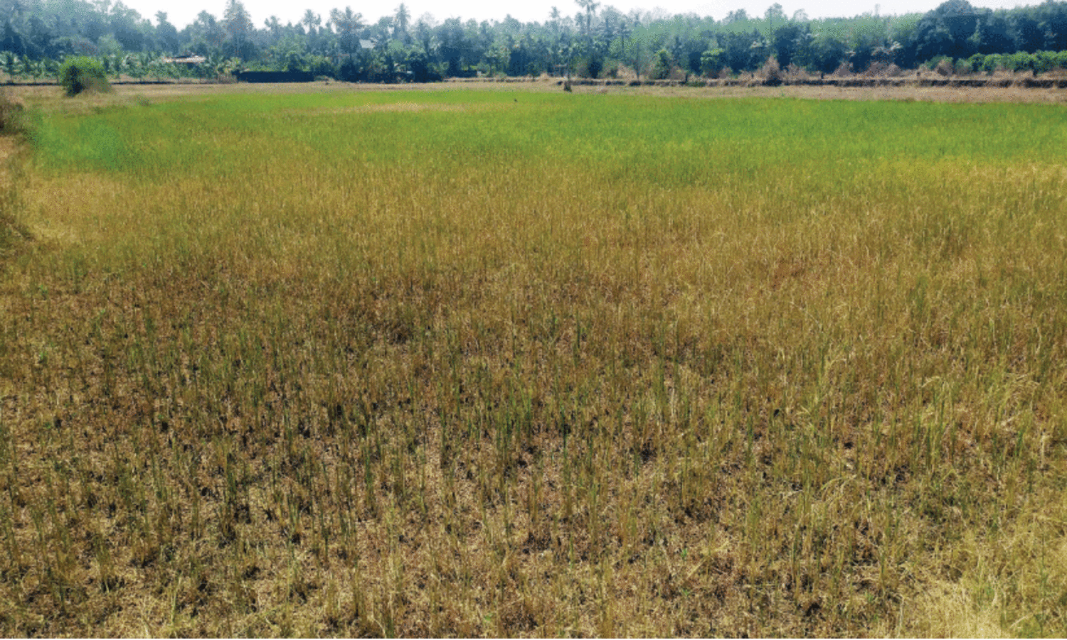 വെ​ള്ള​മി​ല്ല, ചാ​റ്റി​ലാം​പാ​ട​ത്തെ മു​ണ്ട​ക​ന്‍ കൃ​ഷി ഉ​ണ​ങ്ങു​ന്നു