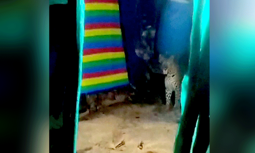 മുണ്ടക്കൈയിൽ വീണ്ടും പുലിയിറങ്ങി മുണ്ടക്കൈയിൽ വീണ്ടും പുലിയിറങ്ങി