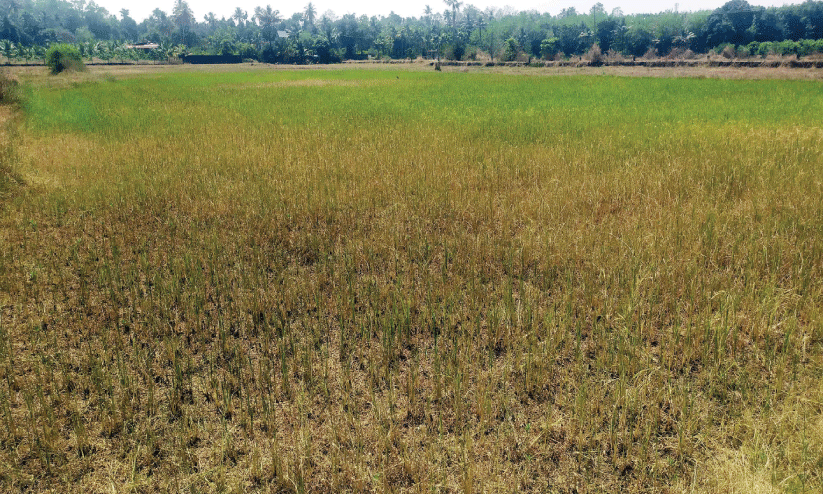 വെള്ളമില്ല, ചാറ്റിലാംപാടത്തെ മുണ്ടകന് കൃഷി ഉണങ്ങുന്നു വെള്ളമില്ല, ചാറ്റിലാംപാടത്തെ മുണ്ടകന് കൃഷി ഉണങ്ങുന്നു