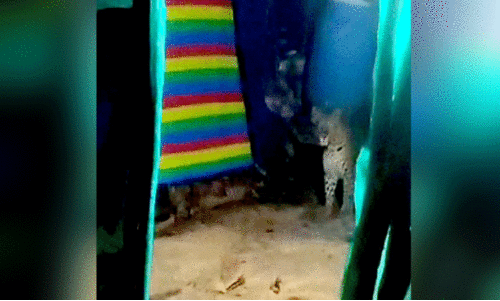 മുണ്ടക്കൈയിൽ വീണ്ടും പുലിയിറങ്ങി മുണ്ടക്കൈയിൽ വീണ്ടും പുലിയിറങ്ങി