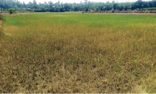 വെ​ള്ള​മി​ല്ല, ചാ​റ്റി​ലാം​പാ​ട​ത്തെ മു​ണ്ട​ക​ന്‍ കൃ​ഷി ഉ​ണ​ങ്ങു​ന്നു