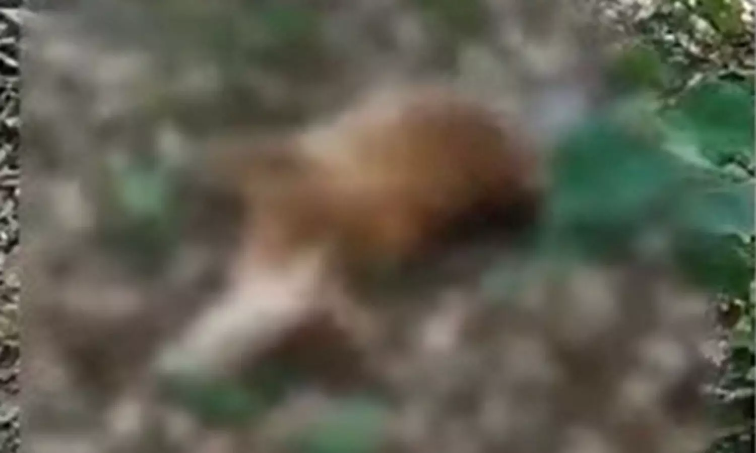 തൃശ്ശൂരിലെ പാലപ്പിള്ളിയിൽ വീണ്ടും പുലിയിറങ്ങി; പശുക്കുട്ടിയെ കൊന്നുതിന്നു