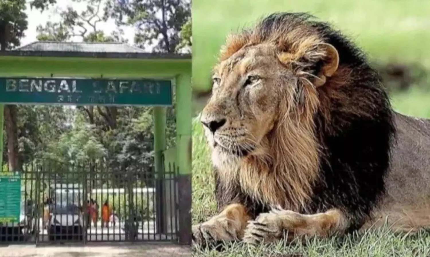 സിംഹങ്ങൾക്ക് സീത, അക്ബർ എന്ന് പേരിട്ടത് ശരിയായില്ല; പേര് മാറ്റണമെന്നും കൽക്കട്ട ഹൈകോടതി