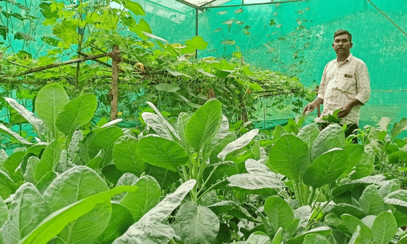 സമ്മിശ്ര കൃഷിയിൽ വിജയഗാഥ തീർത്ത് യുവ കർഷകൻ സമ്മിശ്ര കൃഷിയിൽ വിജയഗാഥ തീർത്ത് യുവ കർഷകൻ