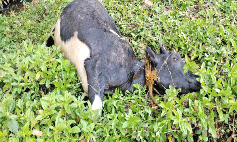 പുൽപള്ളിയിൽ വീണ്ടും കടുവ
