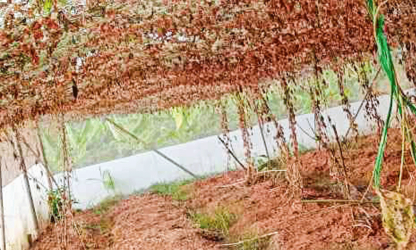 ഉണങ്ങി നശിച്ച കൃഷി ഉണങ്ങി നശിച്ച കൃഷി