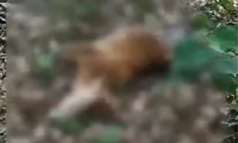 തൃശ്ശൂരിലെ പാലപ്പിള്ളിയിൽ വീണ്ടും പുലിയിറങ്ങി; പശുക്കുട്ടിയെ കൊന്നുതിന്നു