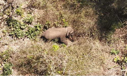 ബേലൂർ മഖ്ന മിഷൻ; കേരള വനപാലകരെ   തടഞ്ഞ് കർണാടക