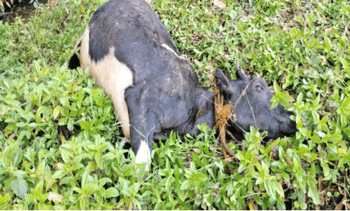 പുൽപള്ളിയിൽ വീണ്ടും കടുവ