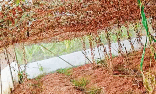 ഉണങ്ങി നശിച്ച കൃഷി ഉണങ്ങി നശിച്ച കൃഷി