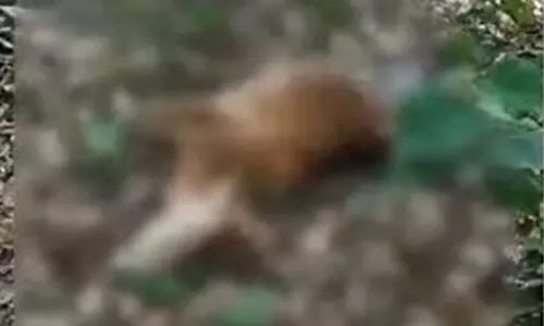 തൃശ്ശൂരിലെ പാലപ്പിള്ളിയിൽ വീണ്ടും പുലിയിറങ്ങി; പശുക്കുട്ടിയെ കൊന്നുതിന്നു