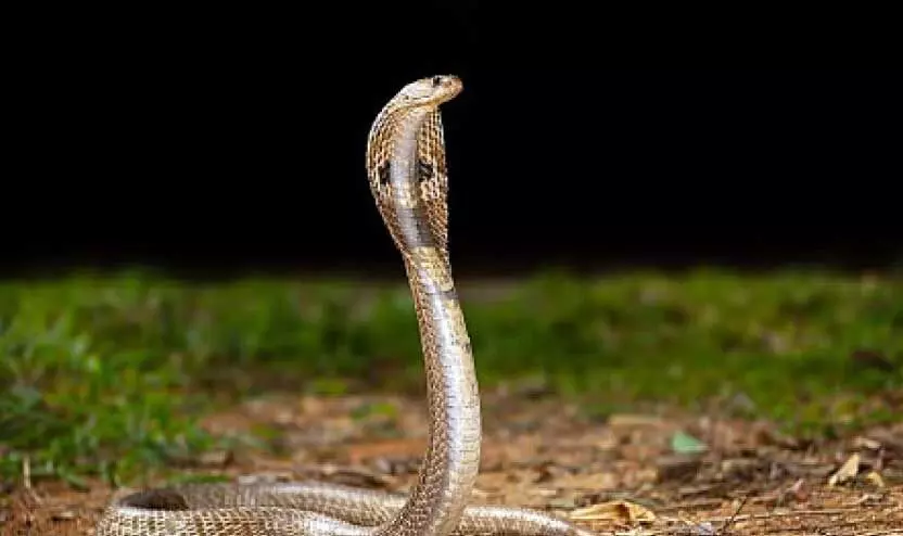 പാ​മ്പി​ൻ വി​ഷ​ത്തി​ന് മ​റു​മ​രു​ന്ന്; ആ​ന്റി​ബോ​ഡി വി​ക​സി​പ്പി​ച്ച​ത് ഇ​ന്ത്യ​ൻ ഗ​വേ​ഷ​ക​ർ