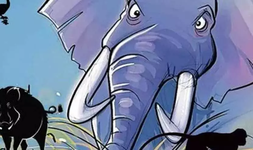 തീറ്റയും വെള്ളവും തേടി വന്യമൃഗങ്ങൾ ജനവാസമേഖയിൽ​