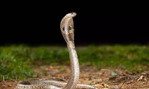 പാ​മ്പി​ൻ വി​ഷ​ത്തി​ന് മ​റു​മ​രു​ന്ന്; ആ​ന്റി​ബോ​ഡി വി​ക​സി​പ്പി​ച്ച​ത് ഇ​ന്ത്യ​ൻ ഗ​വേ​ഷ​ക​ർ