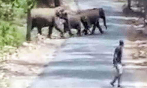 wild elephant wild elephant