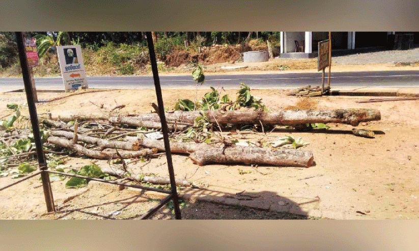 cutting tree without permission